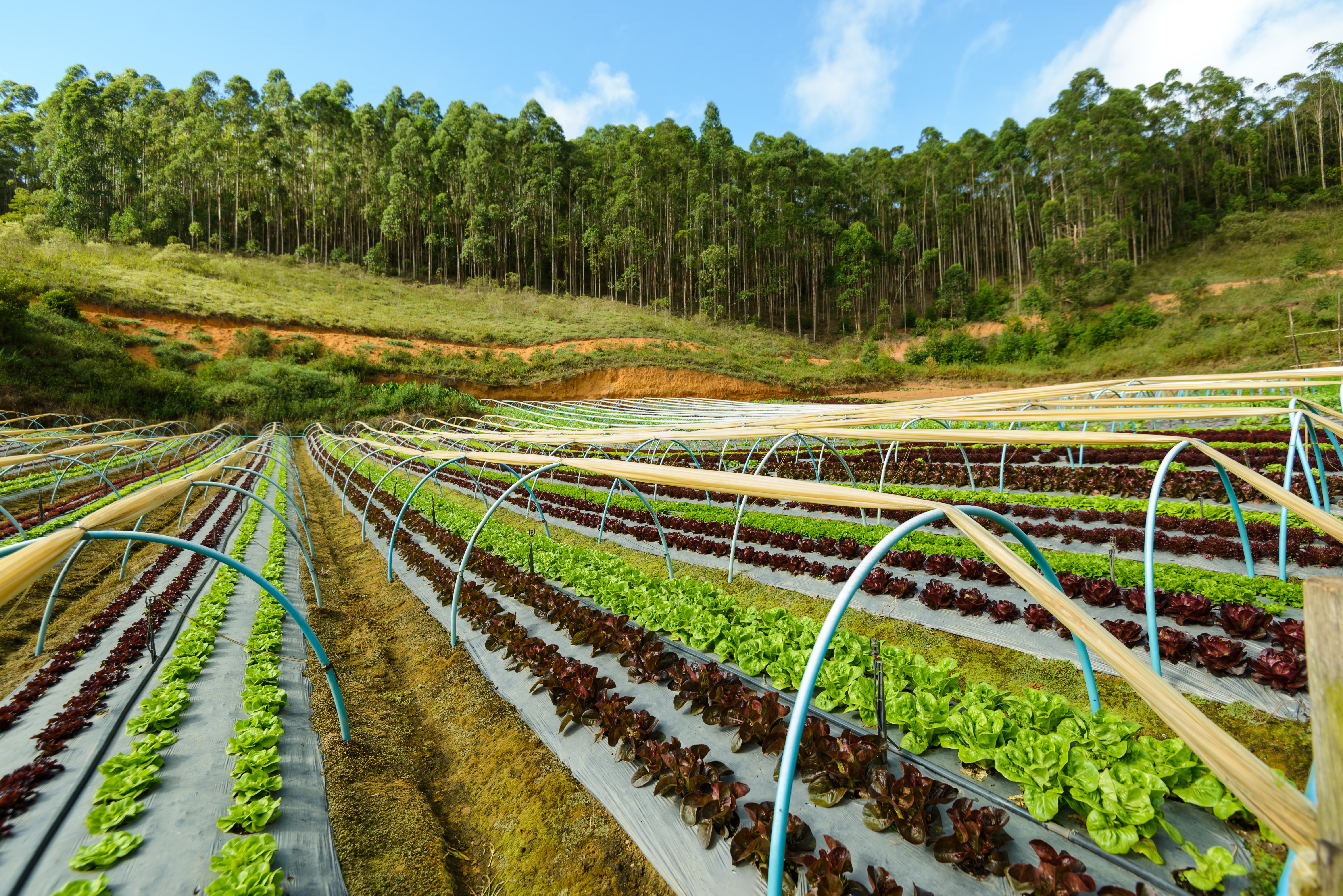 Resumo Sobre Agricultura